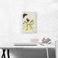 thumbnail image 2 of ARTCANVAS Key Lime With Ruby Spotted Swallowtail Butterfly 1702 Canvas Art Print by Maria Sibylla Merian - Size: 18" x 12" (1.50" Deep), 2 of 9