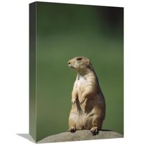 Global Gallery GCS-452562-1218-142 12 x 18 in. Black-Tailed Prairie Dog Sitting Upright, North America Art Print - Konrad Wothe