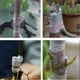 thumbnail image 4 of 5garden Grafting Straps Fruit Tree Self-adhesive Wrapping Film, 4 of 5