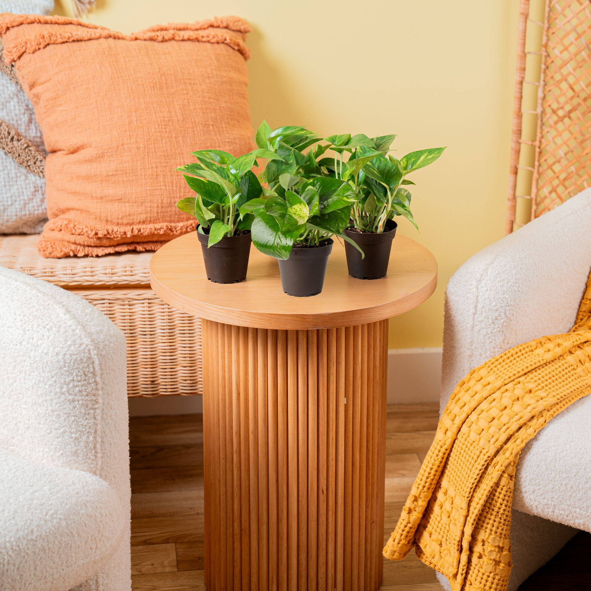 Costa Farms 8" Golden Pothos Live House Plants in 4" Grower Pot 4 (Count)