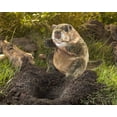thumbnail image 3 of Marioneta de mano Folkmanis Groundhog, marrón, tostado y blanco, 3 of 4