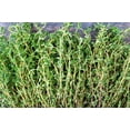 thumbnail image 3 of 30 ORANGE THYME Orangelo Thymus Vulgaris Fragrantissimus Culinary Herb Seeds, 3 of 10