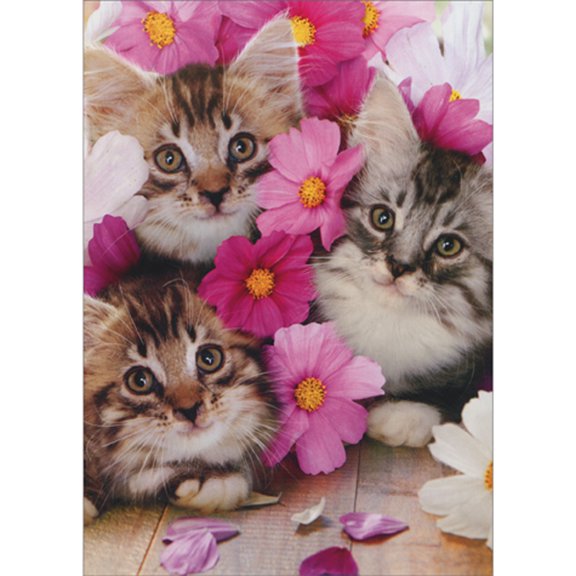 Avanti Press 3 Kittens Birthday Card from All