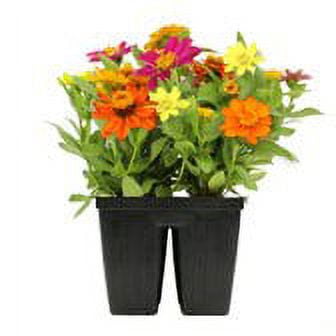 Expert Gardener 4PK Orange Yellow Pink Zinnia Live Plant