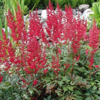 Classy Groundcovers Astilbe X Arendsii Fanal Astilbe Japonica Fanal Astilbe X Japonica Fanal 25 Bare Root Plants Walmart Com