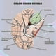 thumbnail image 3 of Cerebro humano, modelo de anatomía del cerebro humano de tamaño natural con base de exhibición, para estudio en el aula de ciencias y Tefz9fz9, 3 of 3