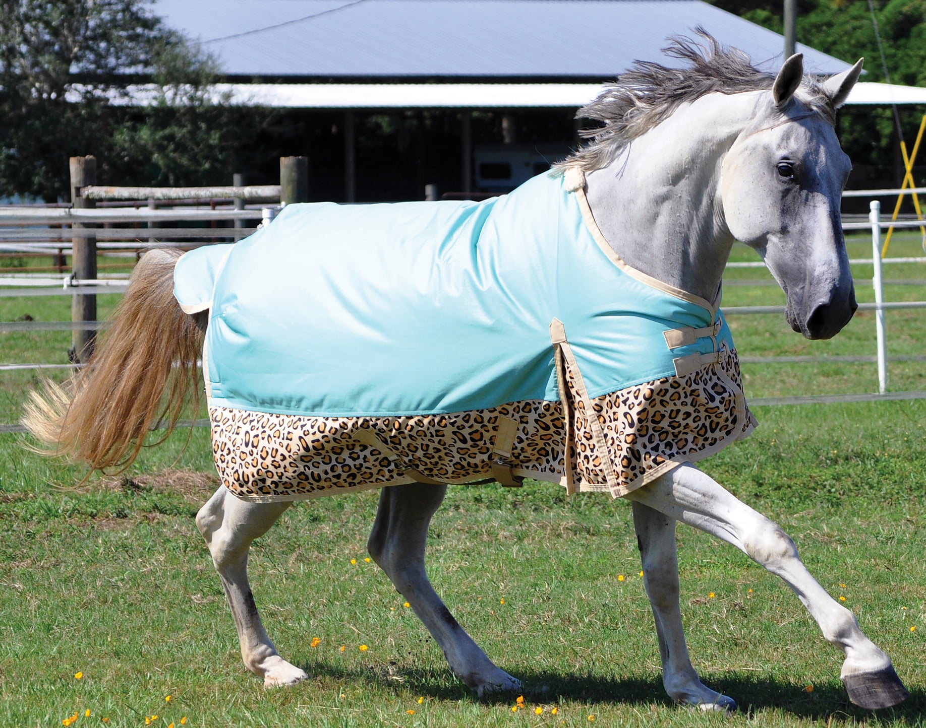 Cheetah Print Horse Blanket Cheetah Print Horse Blanket