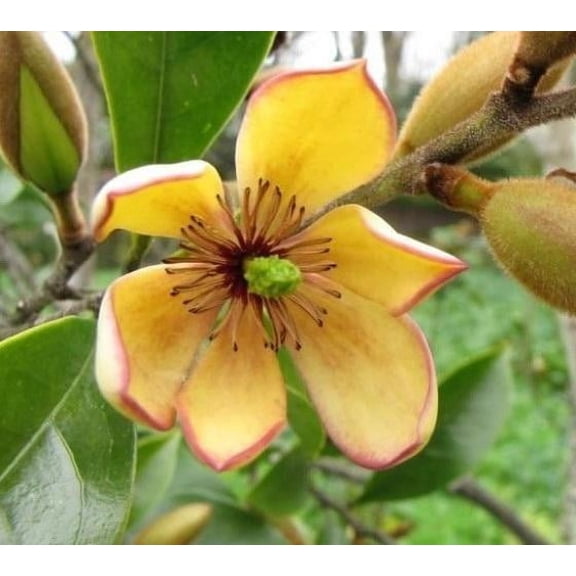 Banana Shrub ( Michelia figo ) - Live Plant - ( 1 QT ) - Evergreen - Full Sun