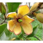 Banana Shrub ( Michelia figo ) - Live Plant - ( 1 QT ) - Evergreen - Full Sun