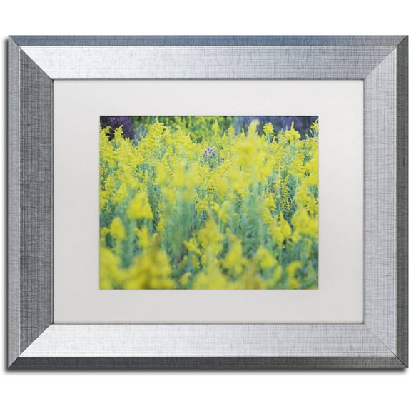 Trademark Fine Art "A Touch of Purple" Canvas Art by Kurt Shaffer, White Matte, Silver Frame