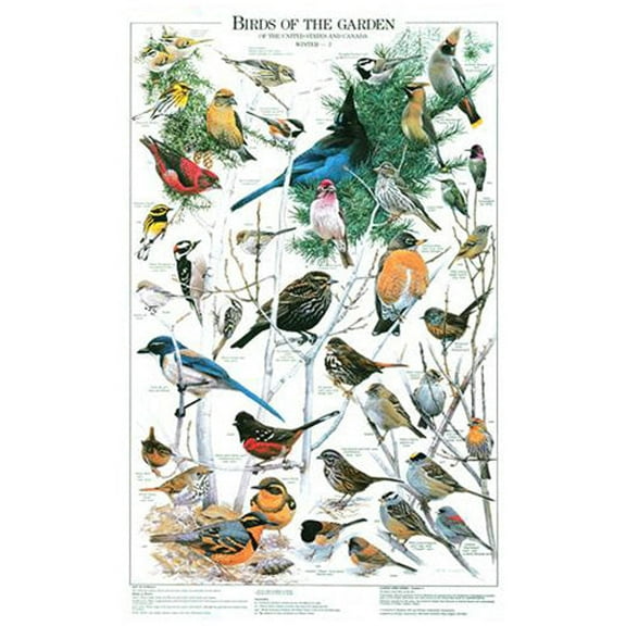 Winter Backyard Garden Birds of the West – 12"x18" Illustrated Poster