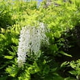 thumbnail image 3 of White Wisteria Flowering Vine, 3 of 7