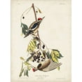 thumbnail image 2 of Audubon, John James 19x24 White Modern Wood Framed Museum Art Print Titled - Pl. 190 Yellow-bellied Woodpecker, 2 of 4