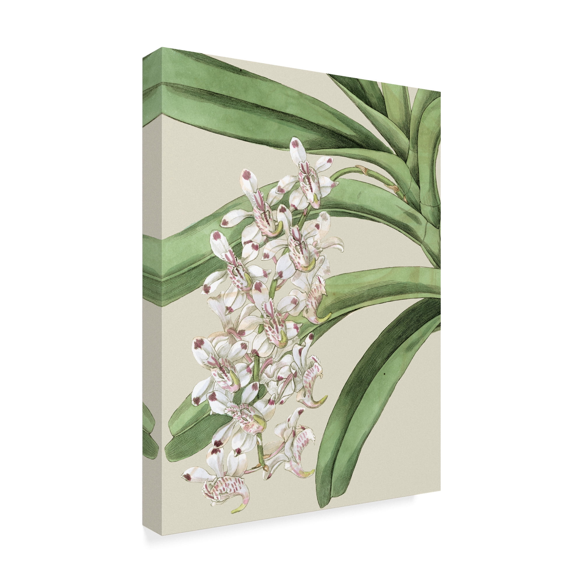Trademark Fine Art 'Small Orchid Blooms I' Canvas Art by Vision Studio