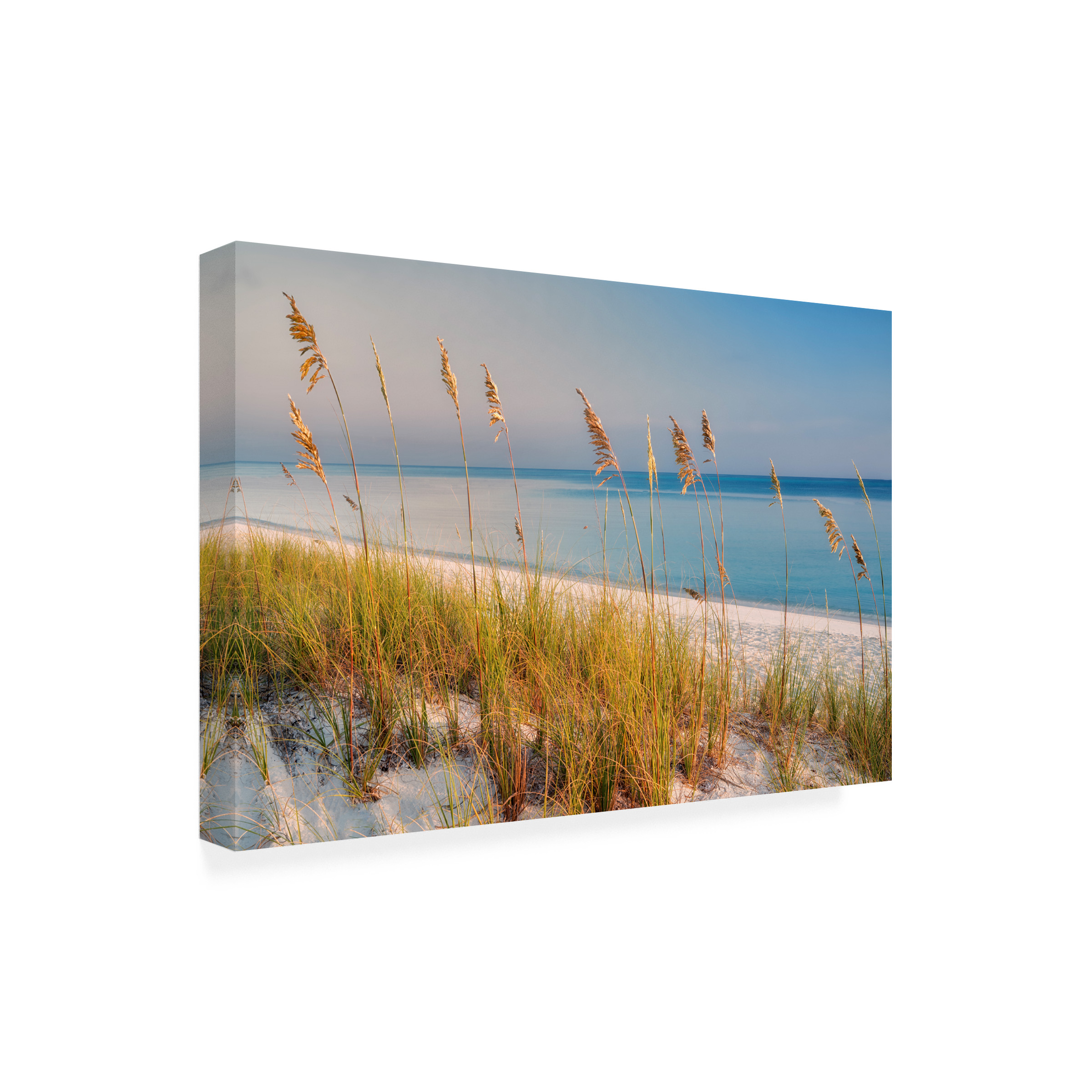 Dennis Frates 'Sea Oat Grass 1' Canvas Art