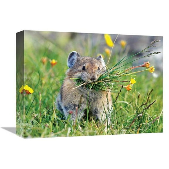 16 in. Pika Art Print - Vic Schendel