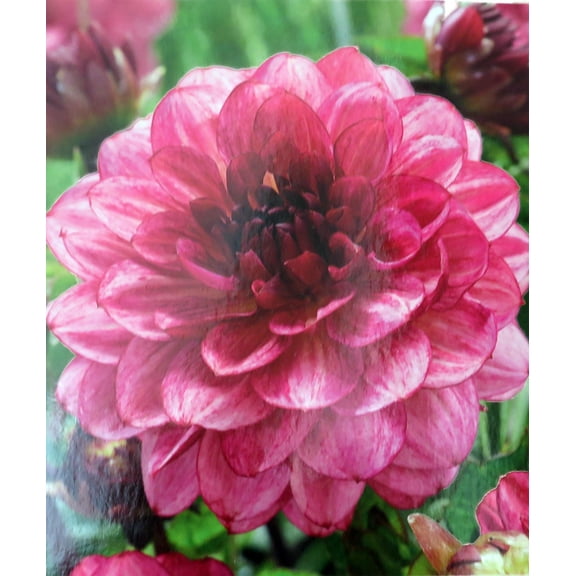 Muchacha Dahlia - Decorative Flower - #1 Size Root Clump