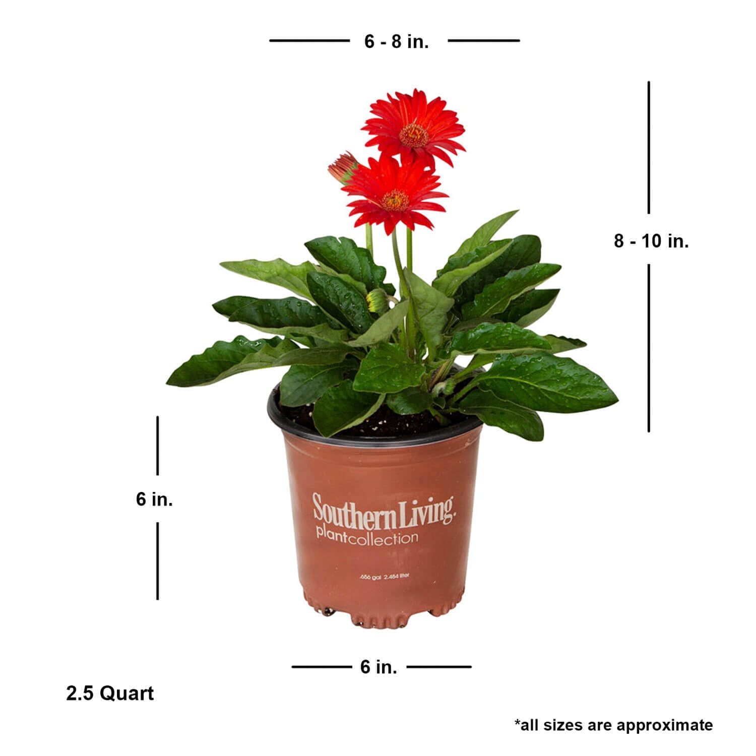 Southern Living Red Garden Jewels Gerber Daisy Live Shrub in 2.5-Quart Grower Pot
