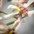 thumbnail image 2 of Sullivans Artificial Light Pink Spider Orchid Stem 32"H Off-White, 2 of 4