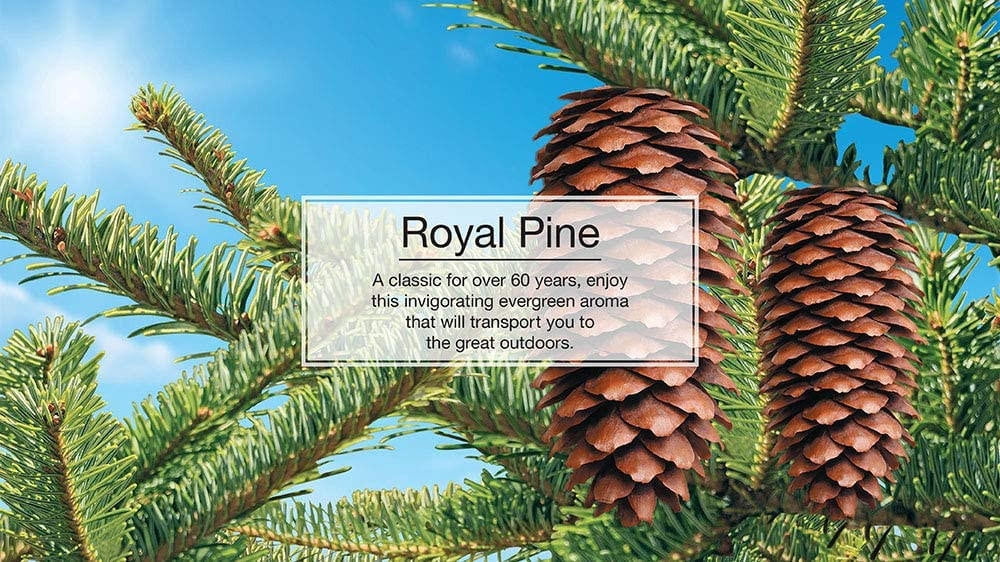 Little Trees 60101 Royal Pine Hanging Air Freshener for Car & Home 24 Pack!