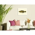 thumbnail image 3 of Hawaiian Hilu - Yellowstripe Coris (Julis Flavovittata) - Fishes of Hawaii - Vintage Color Postcard c.1905 - Fine Art Rolled Canvas Print (Unframed) 20in x 26in, 3 of 4