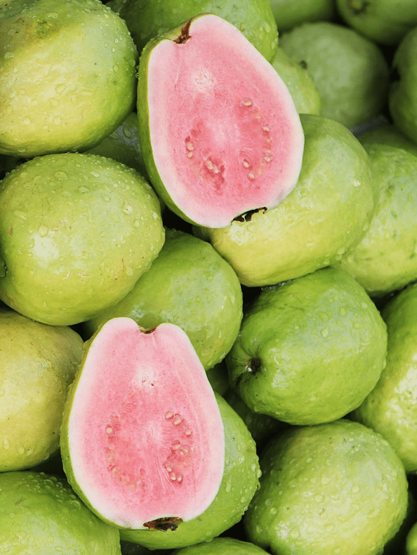 Guava Tree Live Plant, Pink Guava Trees, Guava Fruit Tree for Planting Indoor Outdoor Garden, 4 to 7 Inches Tall, NO POT