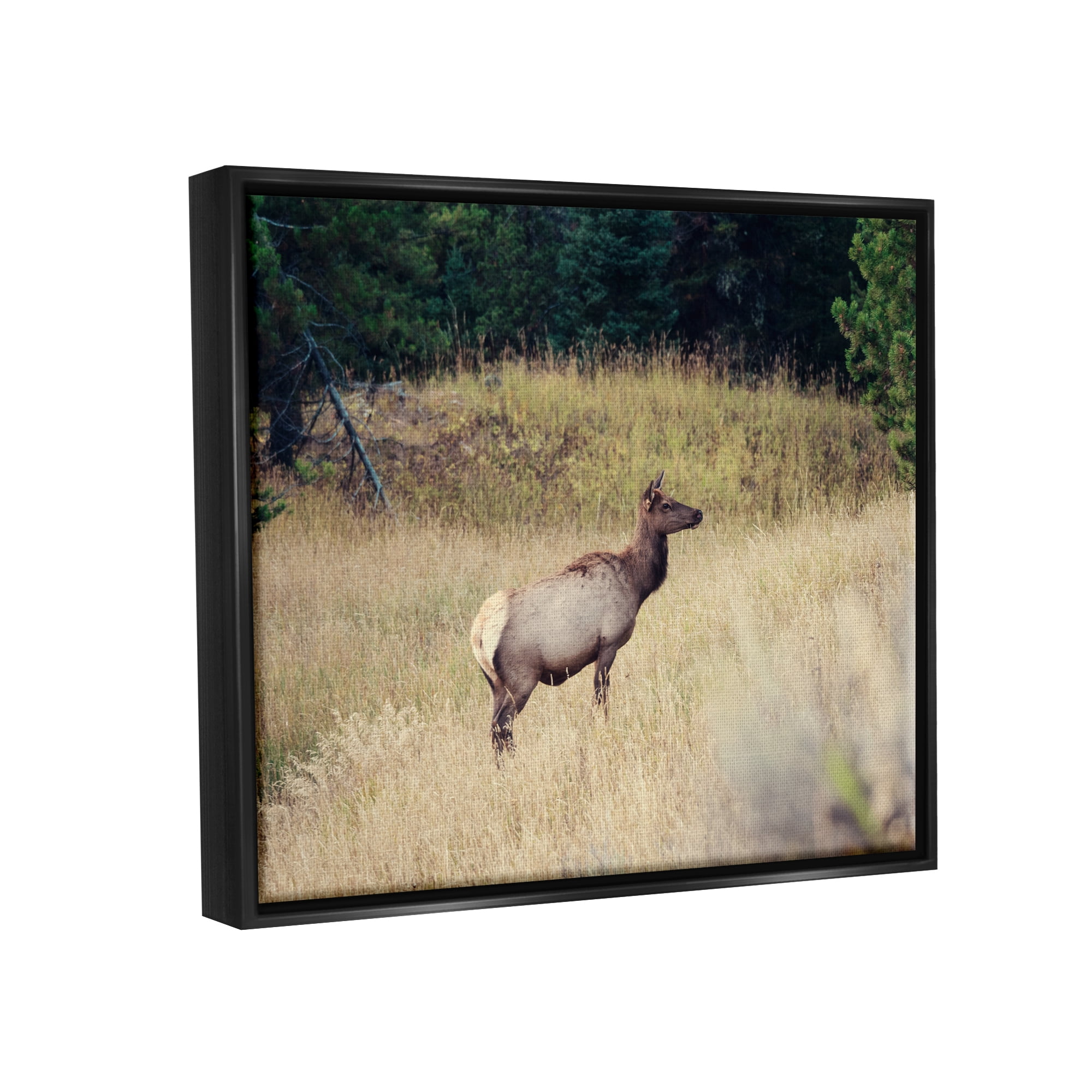 Stupell Wild Elk Nature Grove Photography Animals & Insects Photography Black Floater Framed Art Print Wall Art