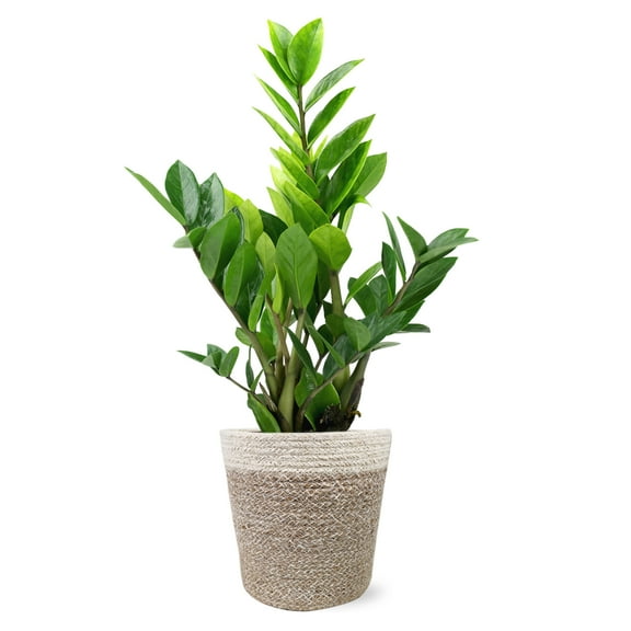 Wild Interiors 13-16" Zamioculcas ZZ Live Plant in 5" Cream Jute Pot, House Plant