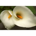 thumbnail image 3 of Crane, Rita 18x13 Black Modern Framed Museum Art Print Titled - Calla Lilies III, 3 of 5