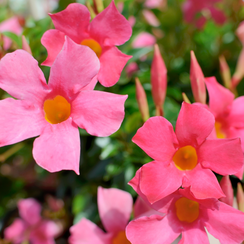 2 Pink Mandevilla Live Plants, Mandevilla Flowering Vine Plants 4 to 6 Inches