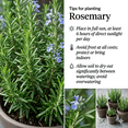 thumbnail image 4 of Rosemary Plant Live, Potted Rosemary Plant, 3 - 5 Inc Tall, Edible Herbs for Container and Outdoor Gảden, 4 of 6