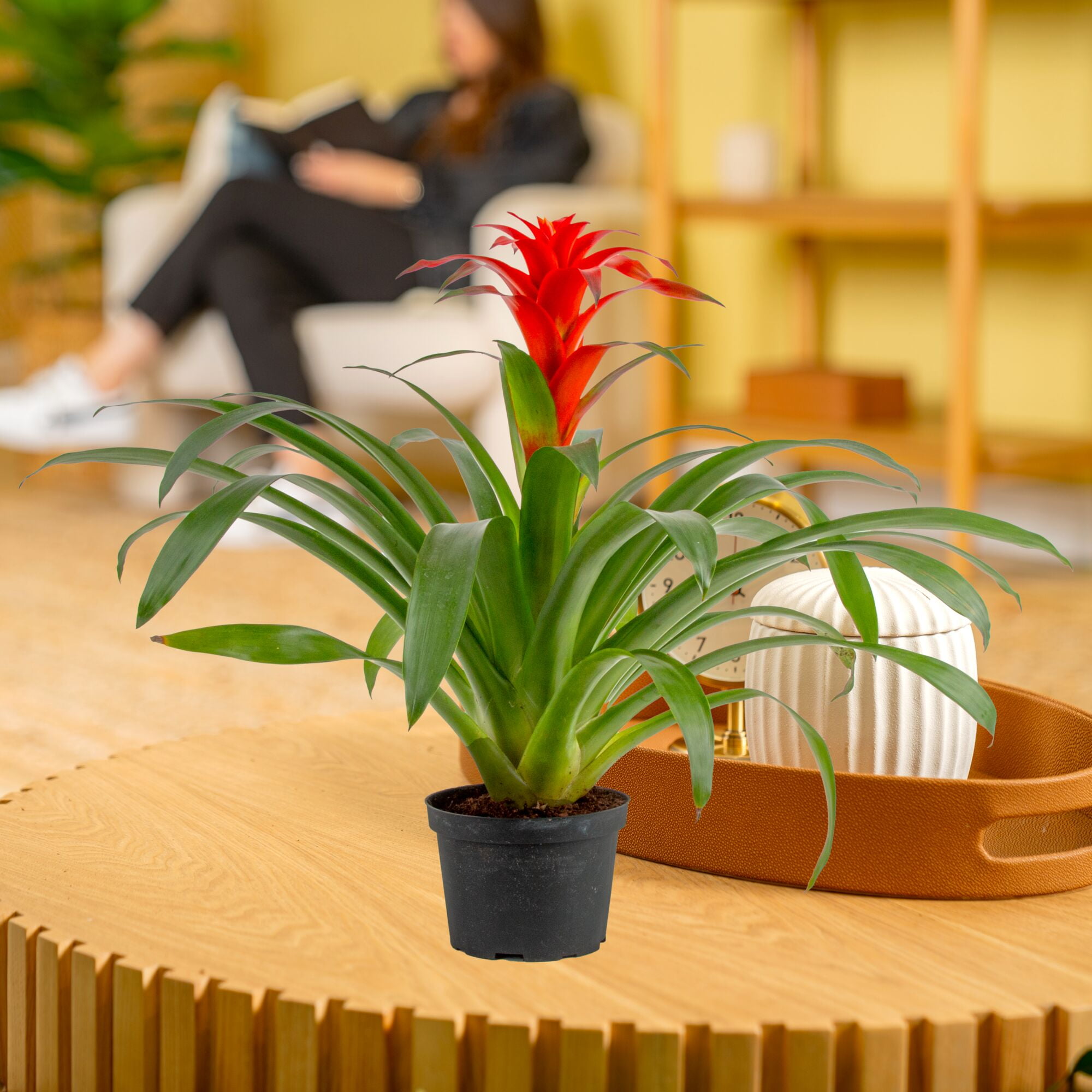 Costa Farms 20" Bromeliad Grower's Choice Live House Plants in 5" Grower Pot