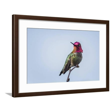 USA. Washington State. male Anna's Hummingbird flashes his iridescent gorget. Framed Print Wall Art By Gary