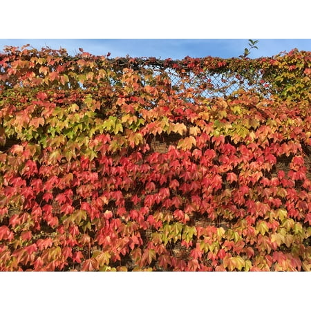 Jeremiah Autumn Leaf Framed Art for Your Wall Leaves Nature Leaf Red Autumn Fall Golden Orange 10x13 Frame ()