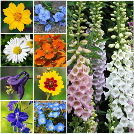 Bulk Packet of 30,000 Seeds, Partial Shade Wildflower Mixture (15 Species) Open Pollinated Seeds By Seed Needs
