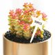 thumbnail image 4 of 50 / de Etiquetas de Plantas, Flores en s, Plantas Suculentas, s de Bonsái, de en apariencia de T, Etiquetas, de Estrella Soledad Etiqueta de plantas, 4 of 10