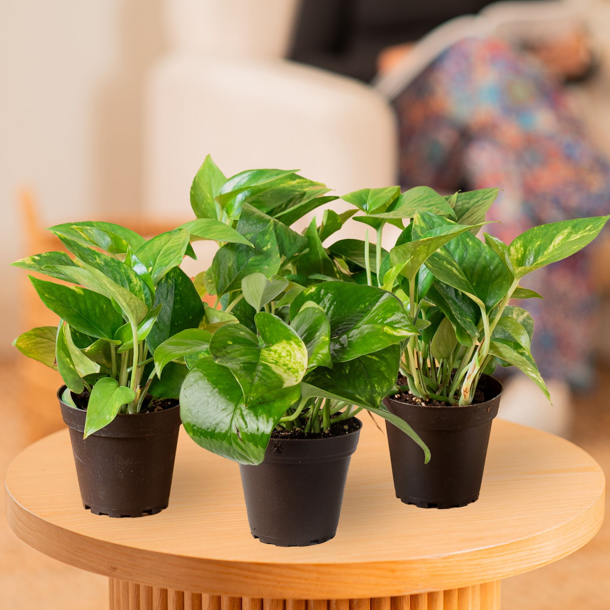 Costa Farms 8" Golden Pothos Live House Plants in 4" Grower Pot 4 (Count)