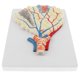 thumbnail image 3 of Modelo De Alvéolos Pulmonares Agrandados, Sistema Respiratorio Modelo Herramientas De Enseñanza Escolar perfke Estatua de alvéolos pulmonares humanos, 3 of 8
