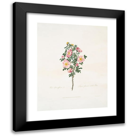 Mary Lawrance 12x14 Black Modern Framed Museum Art Print Titled - Spinosissimo Rose (1799)