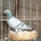 thumbnail image 3 of 30 huevos de paloma de plástico sólido para engañar a las aves y evitar que pongan huevos., 3 of 6