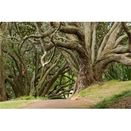 Trees Central Park Auckland New Zealand Poster Print by Gavriel Jecan - 26 x 18 in.