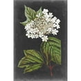thumbnail image 3 of Vision Studio 11x14 Black Modern Framed Museum Art Print Titled - Dramatic White Flowers III, 3 of 5