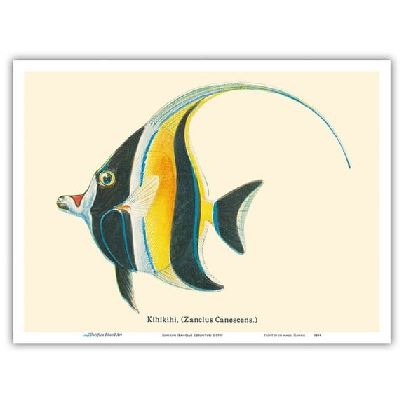 Kihikihi (Zanclus Cornutus) - Moorish Idol - from Fishes of Hawaii - Vintage Hawaiian Color Postcard c.1905 - Master Art Print (Unframed) 9in x 12in