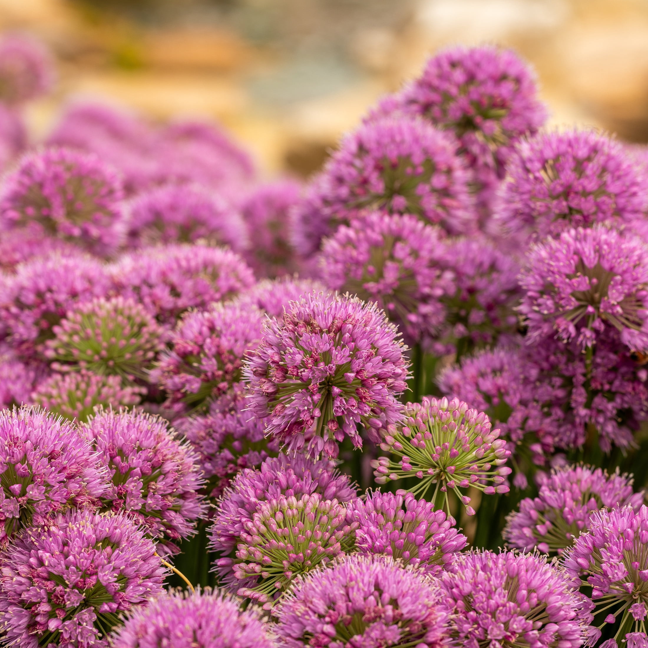 Proven Winners 6" Purple 'Serendipity' Ornamental Onion Live Plant in 6.5" Pot