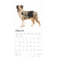 thumbnail image 3 of Australian Shepherds 2025 12 X 24 Inch Monthly Square Wall Calendar Plastic-Free (Wall), 3 of 9