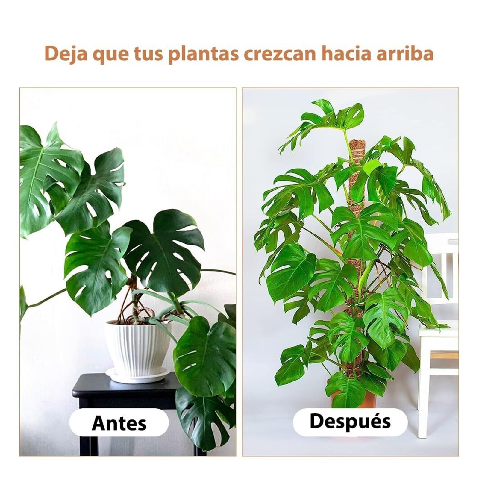 4 Tutor Kits for Plants, Tutor for Climbing Plants for Monstera