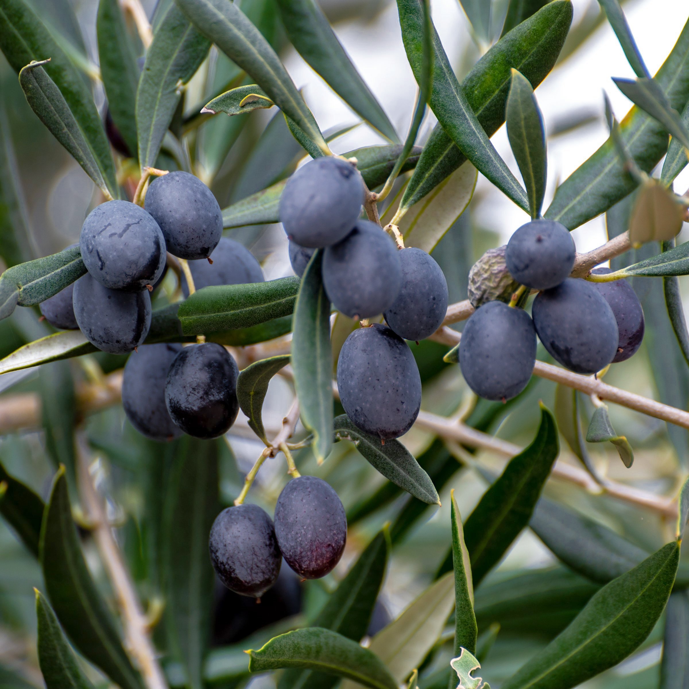 National Plant Network 1 gal. Bucida Buceras Black Olive Tree
