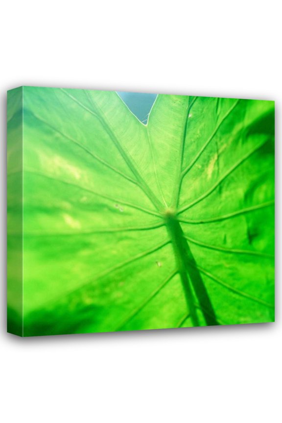 Bob Stefko 15x15 Gallery Wrapped Canvas Wall Art Titled - Taro Leaf