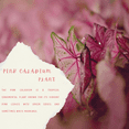 thumbnail image 3 of Live Pink Caladium Plant in Pot, Vibrant Pink Foliage for Growing, 3-5 Inch Tall, 3 of 5