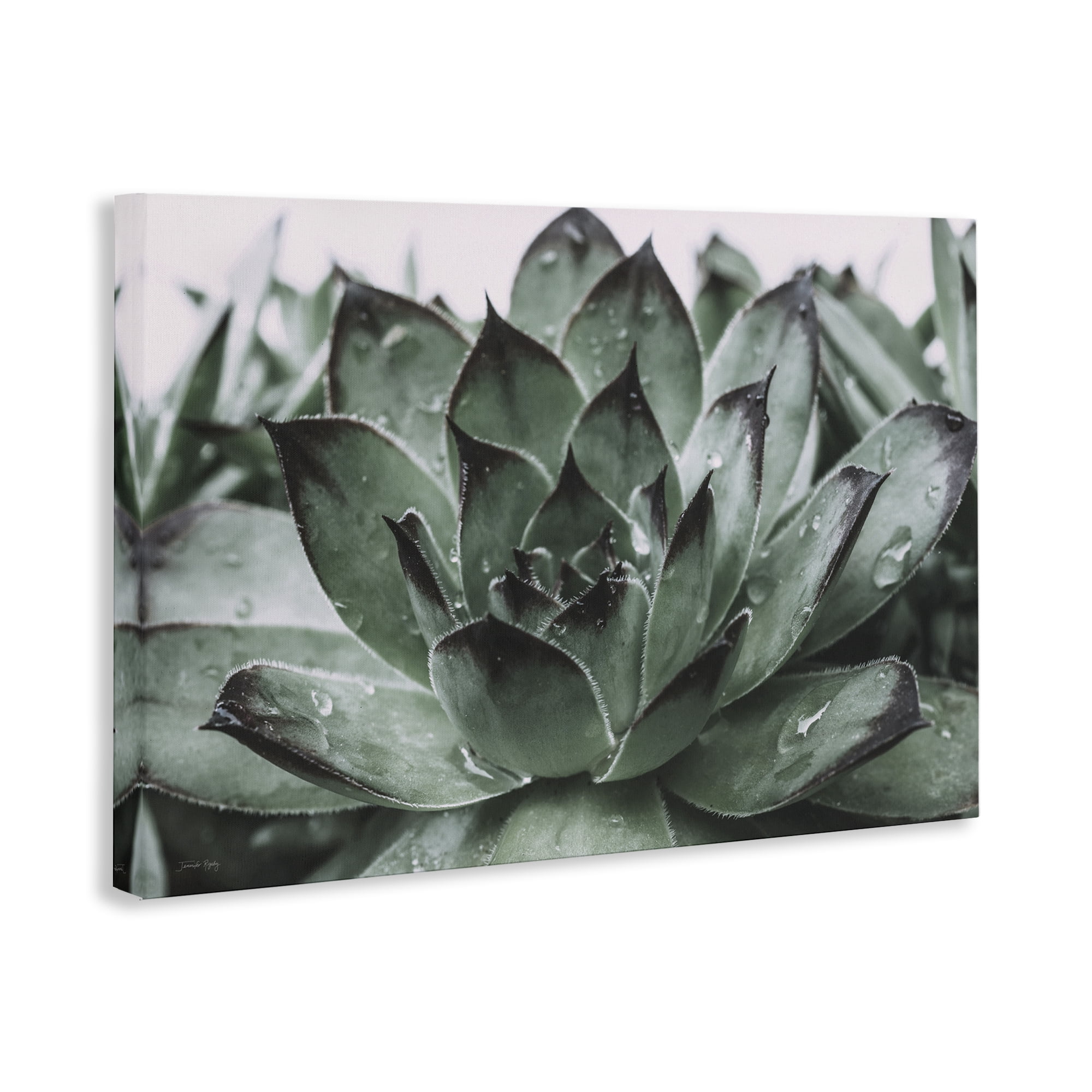 Stupell Industries Succulent with Rain Droplets Plants & Flowers Painting Wrapped Canvas Art Print Wall Art, 30 x 20